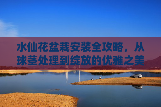 水仙花盆栽安装全攻略，从球茎处理到绽放的优雅之美