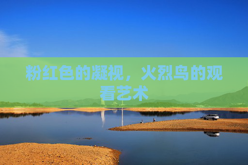 粉红色的凝视，火烈鸟的观看艺术