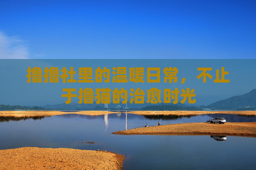 撸撸社里的温暖日常，不止于撸猫的治愈时光