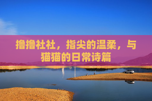 撸撸社社，指尖的温柔，与猫猫的日常诗篇