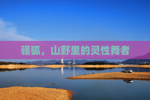 骚狐，山野里的灵性舞者