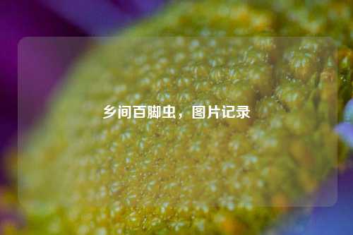 乡间百脚虫，图片记录