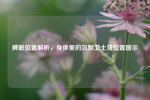 脾脏位置解析，身体里的沉默卫士及位置图示